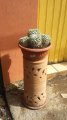Parodia aureispina